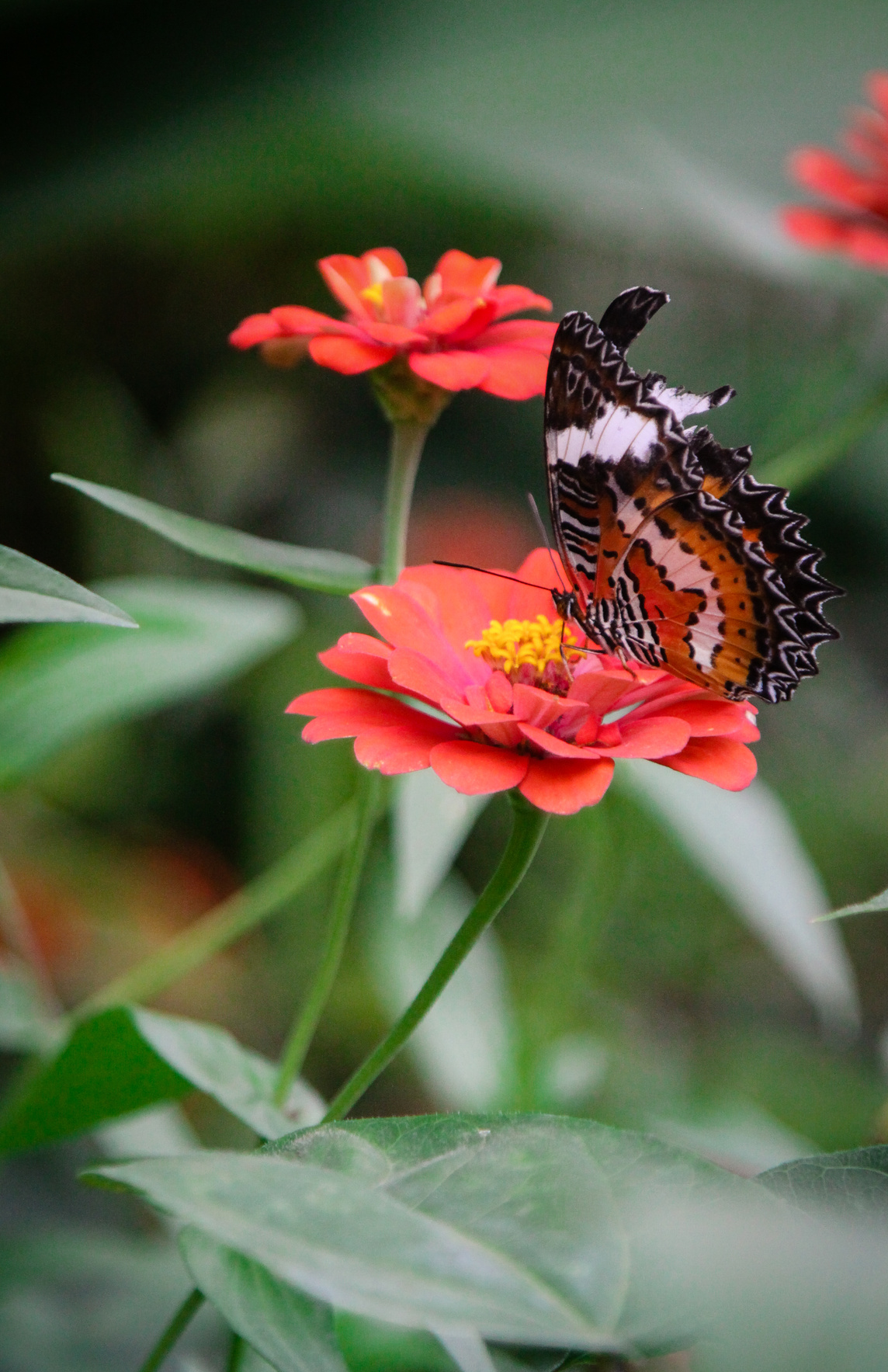 Bali Butterfly Park